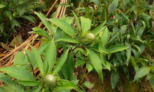 盾翅藤的药用网- 盾翅藤的药用功效知识,分享盾翅藤的副作用